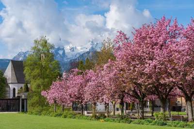 樱花 树木 公园 花园 樱桃树 春天 景观 山 树花 盛开