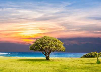 树 海 草 自然 海洋 夏天 景观 太阳