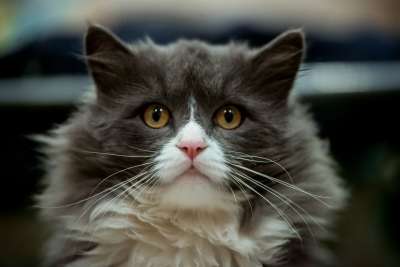 灰色的猫带白色的口吻 漂亮的猫 猫 大胡子 会说话的眼睛 上镜猫