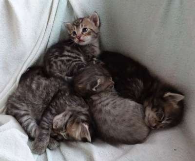 宝贝猫 睡觉 可爱的 偎 看法 有趣的 小猫