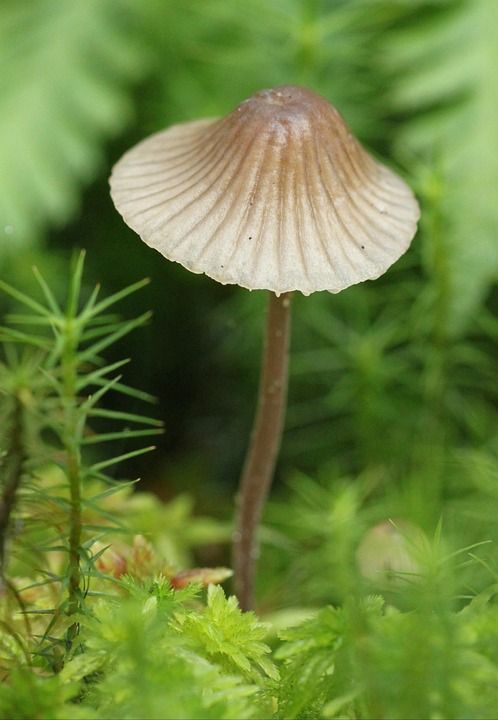 蘑菇 自然 森林 落下 苔藓 浅褐色 灰色的 森林地面 帽