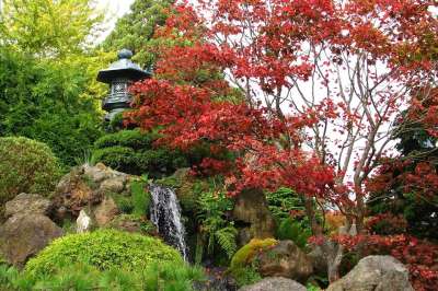 日本 日本人 花园 树 枫 秋天的颜色 秋天 红枫叶 亚洲
