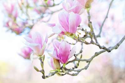 玉兰 开花 绽放 春天 花朵 自然 粉色的