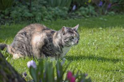 猫 家猫 家畜 多彩多姿的 幸运猫 在劳尔 花园