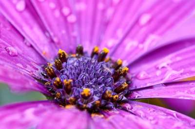非洲雏菊 花 露 露滴 水滴 雨滴 紫色的 紫花 花瓣