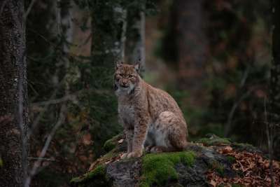 山猫 森林 性质 捕食者 兽 动物世界 野生动物 哺乳动物