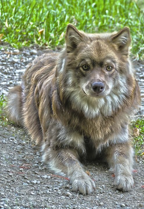 狗 Lapphund 粗鲁的 纯种 纯种狗 年轻的狗 脸 家畜