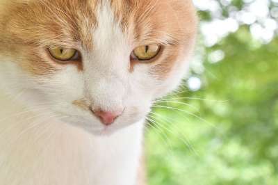 猫 猫科动物 动物