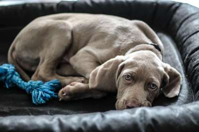 犬只 狗 小狗 动物 家畜 毛皮 品种的狗 年轻的狗 嗔 猎犬