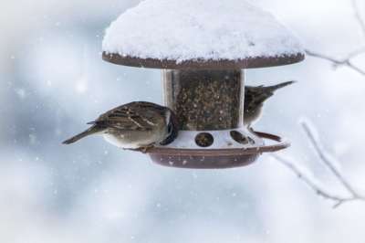 冬天 雪 寒冷的 白色的 自然 下雪的 冬季魔法 新西兰 鸟类