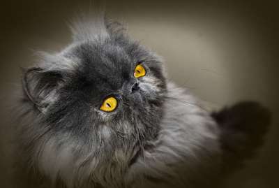 猫 波斯猫 波斯语 猫科动物 看 家 动物 吉祥物 头发