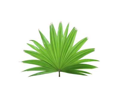 棕榈 叶子 热带 植物 自然 树 异国情调 椰子 植物学 叶