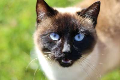 猫 猫头 猫脸 猫看 暹罗 宠物