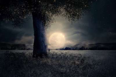 夜晚 景观 树 童话故事 幻想 月亮 神秘 树干 草 光