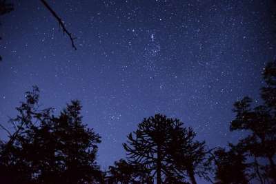 亲爱的 星级 树木 光 夜 星座 景观 康吉里奥国家公园 辣椒