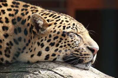 猎豹 野生动物 动物 捕食者 猫 毛皮 生物