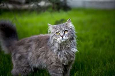 缅因库恩 年轻 宠物 哺乳动物 动物 胡须 猫科动物 猫 小猫