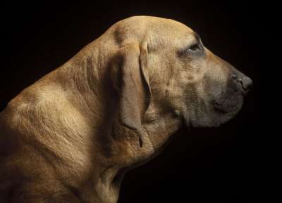 狗 巴西排 犬种