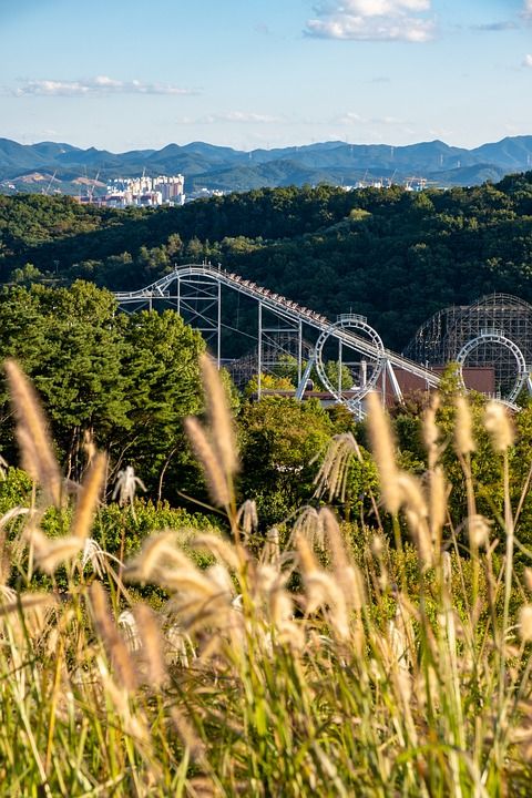 银草 主题公园 爱宝乐园 秋天 植物 芦苇 自然 景观 森林