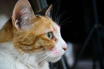 奈良 猫 吉祥物 小猫咪 宠物 猫科动物 朋友们 放松 可爱
