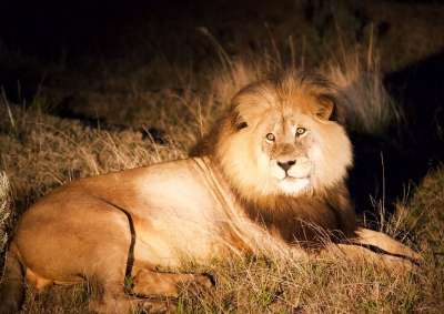 狮子 荒野 非洲 捕食者 猫 鬃毛 大 肖像 王 真正 眼睛