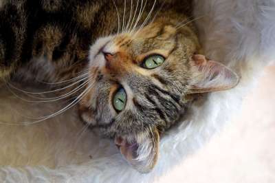 猫 糖果 动物 猫科动物