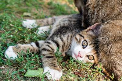 小猫 猫 户外 草 国内的猫 猫科动物 花园 动物 宠物