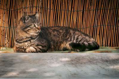 猫咪 动物医院 老虎 猫 动物 小猫 哺乳动物 毛皮 毛茸茸的