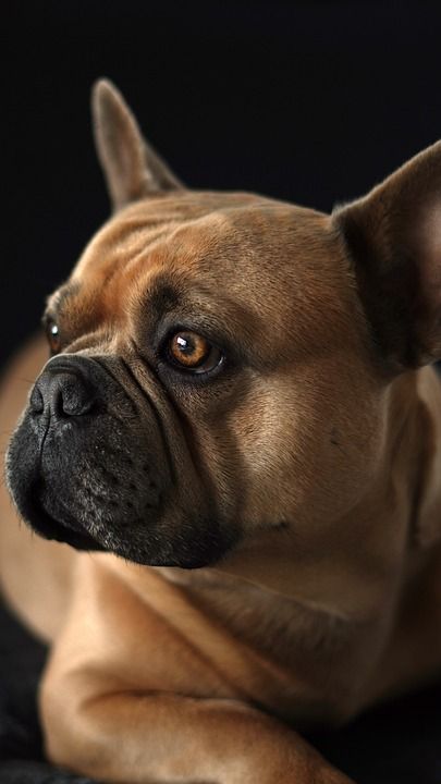 法国斗牛犬 狗 黑色背景 脸 鼻子 动物 家犬 哺乳动物