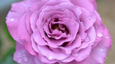 玫瑰 粉色的 漂亮 花园 美丽的 花 花瓣 自然 盛开