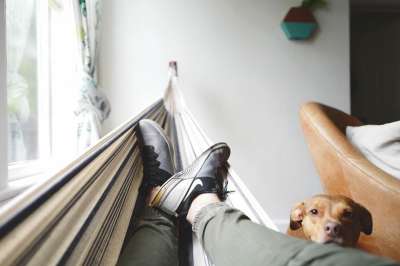 犬类 可爱的 狗 鞋类 吊床 在室内 宠物 鞋 运动鞋 沙发