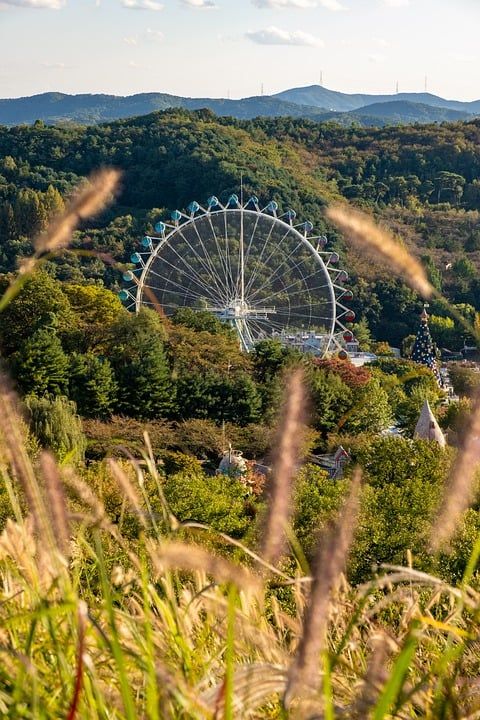 银草 主题公园 爱宝乐园 秋天 植物 芦苇 自然 景观 森林