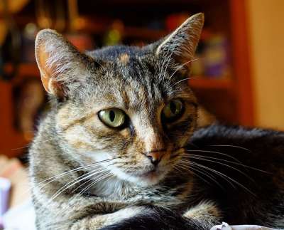猫 家畜 肖像 鲭鱼 眼睛 家猫 小猫 猫肖像 猫眼 头