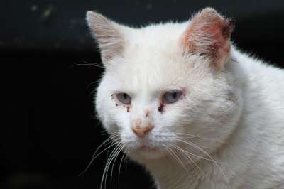 猫 动物 家畜 小猫 眼睛 家猫 野生动物 猫眼 毛皮 可爱的