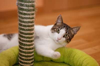 猫 眼睛 基蒂 猫科动物 可爱的 动物 国内的 宠物 肖像