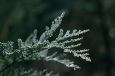 针叶树 分支 露 湿的 露珠 雨滴 水滴 悲伤 树 植物