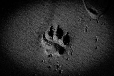 狗爪子 沙 海滩 宠物 犬类 灰色的沙滩 灰狗 灰色的宠物