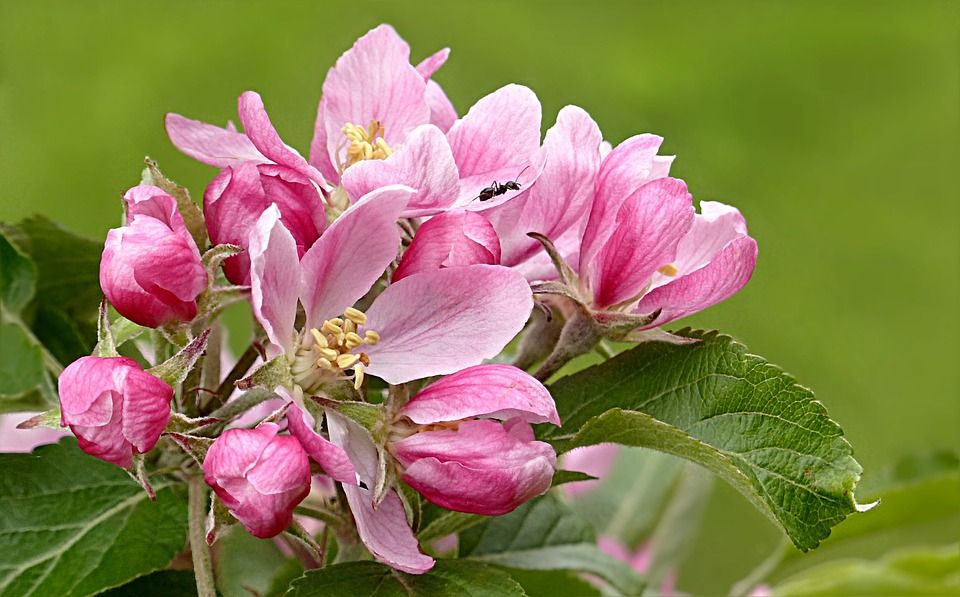 开花, 粉色的, 苹果花, 苹果, 果树, 春天, 苹果, 苹果, 苹果, 苹果
