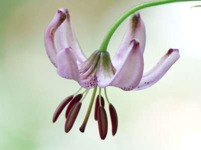 土耳其人的章莉莉 开花 粉色的 花丝 花序 百合 Martagon
