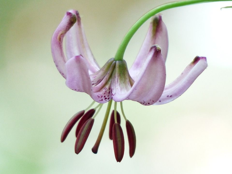 土耳其人的章莉莉, 开花, 粉色的, 花丝, 花序, 百合 Martagon