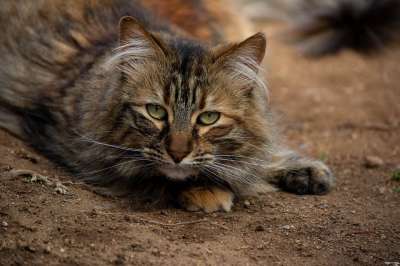 Gato 加图斯 神经系统 Gatitos 猫 Felino
