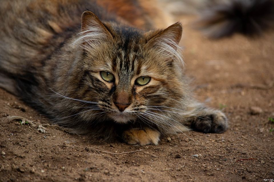 Gato, 加图斯, 神经系统, Gatitos, 猫, Felino