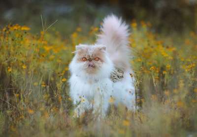 猫 宠物 猫科动物 动物 户外 毛皮 基蒂 国内的 国内的猫