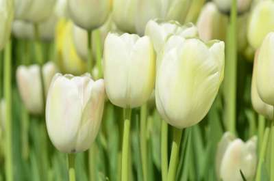 郁金香 花 橙色的 节日 植物 鲜花 花瓣 白 公园 花园