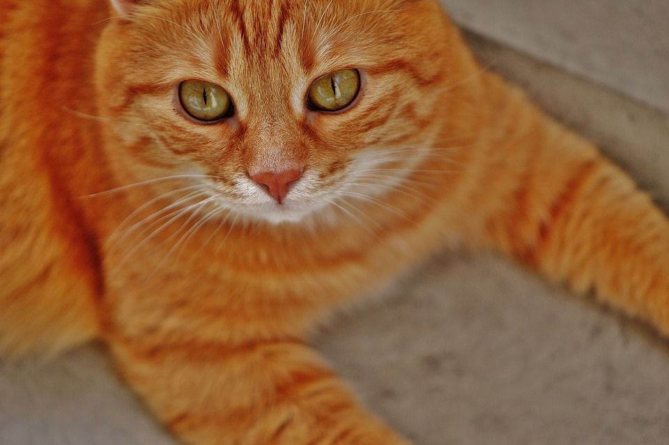 猫, 宿醉, 红色的, 可爱的, 鲭鱼, 老虎, 舒适, 动物, 家猫, 毛皮