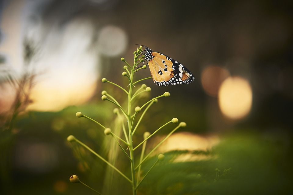 蝴蝶, 授粉, 自然, 花, 蝴蝶, 蝴蝶, 蝴蝶, 蝴蝶, 蝴蝶, 花