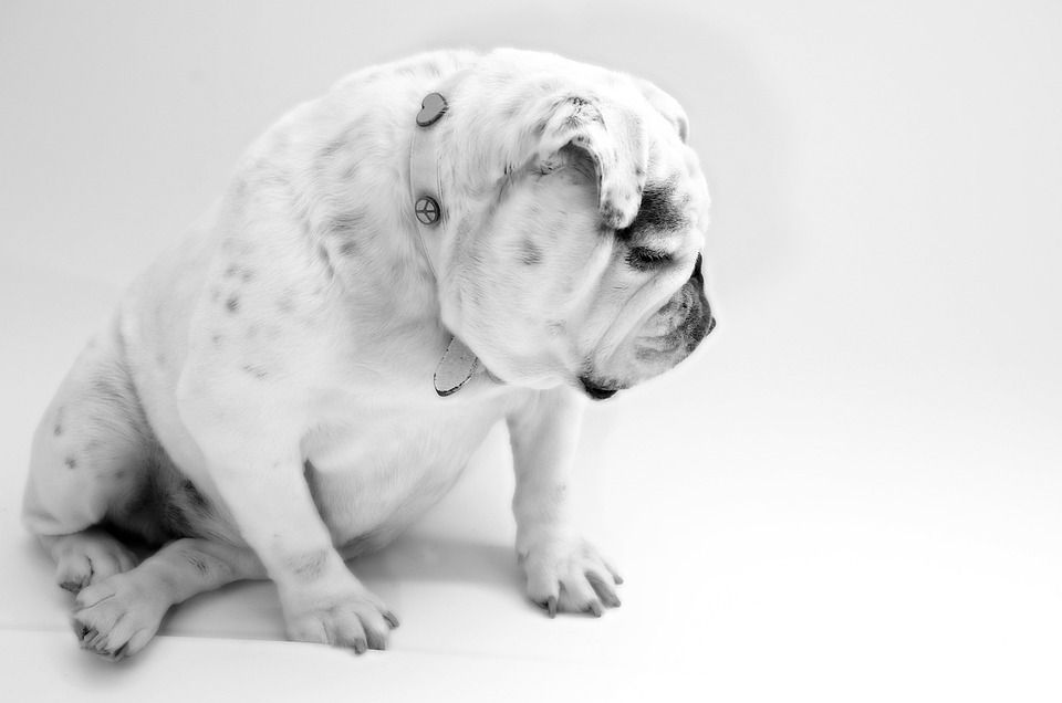 狗, 斗牛犬, 动物, 白色的, 坐着, 休息