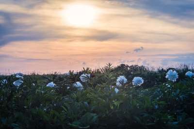牡丹 盛开 日落 领域的鲜花 黄昏 自然 花 开花 白色的