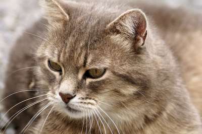 猫 毛皮 家畜 动物 猫眼 眼睛 虎猫 猫肖像 可爱的猫咪