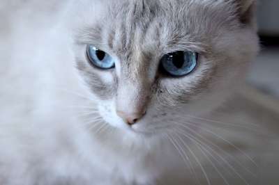 蓝眼睛 猫咪 猫 蓝色的 宠物 家庭宠物 视线 眼睛 性 野兽